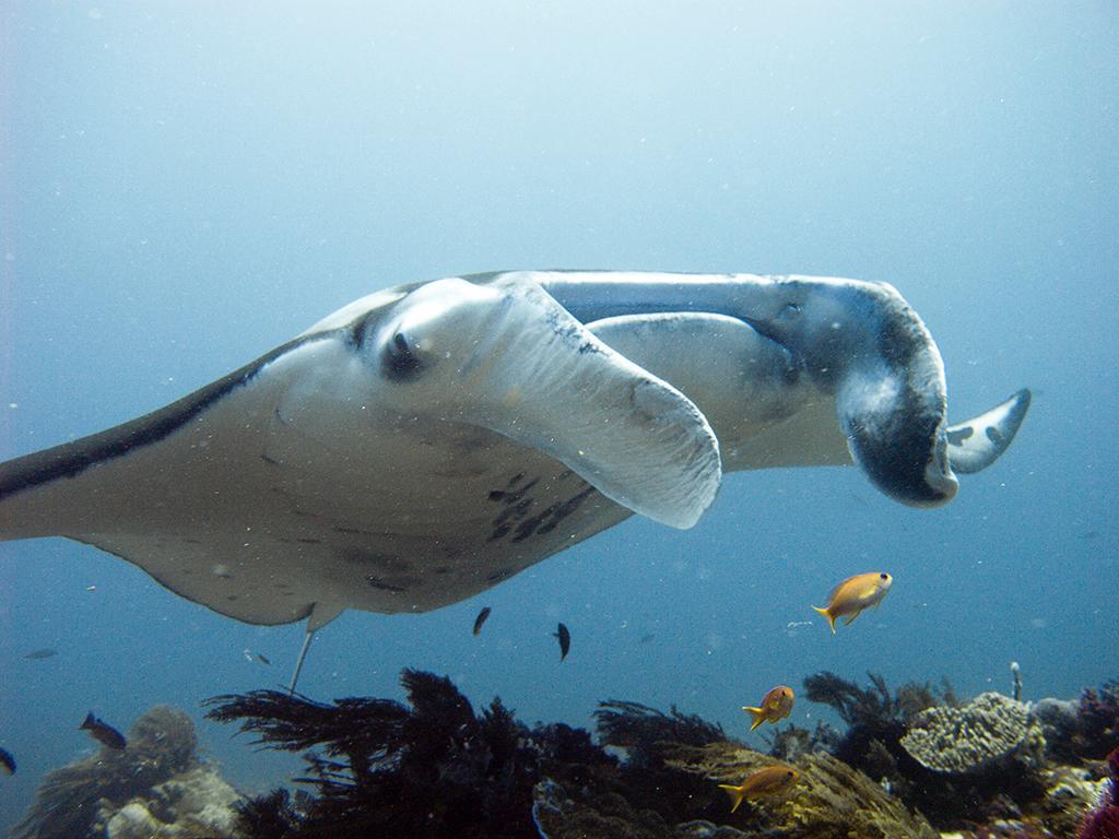 Blue Marlin Dive Komodo 라부안 바조 외부 사진